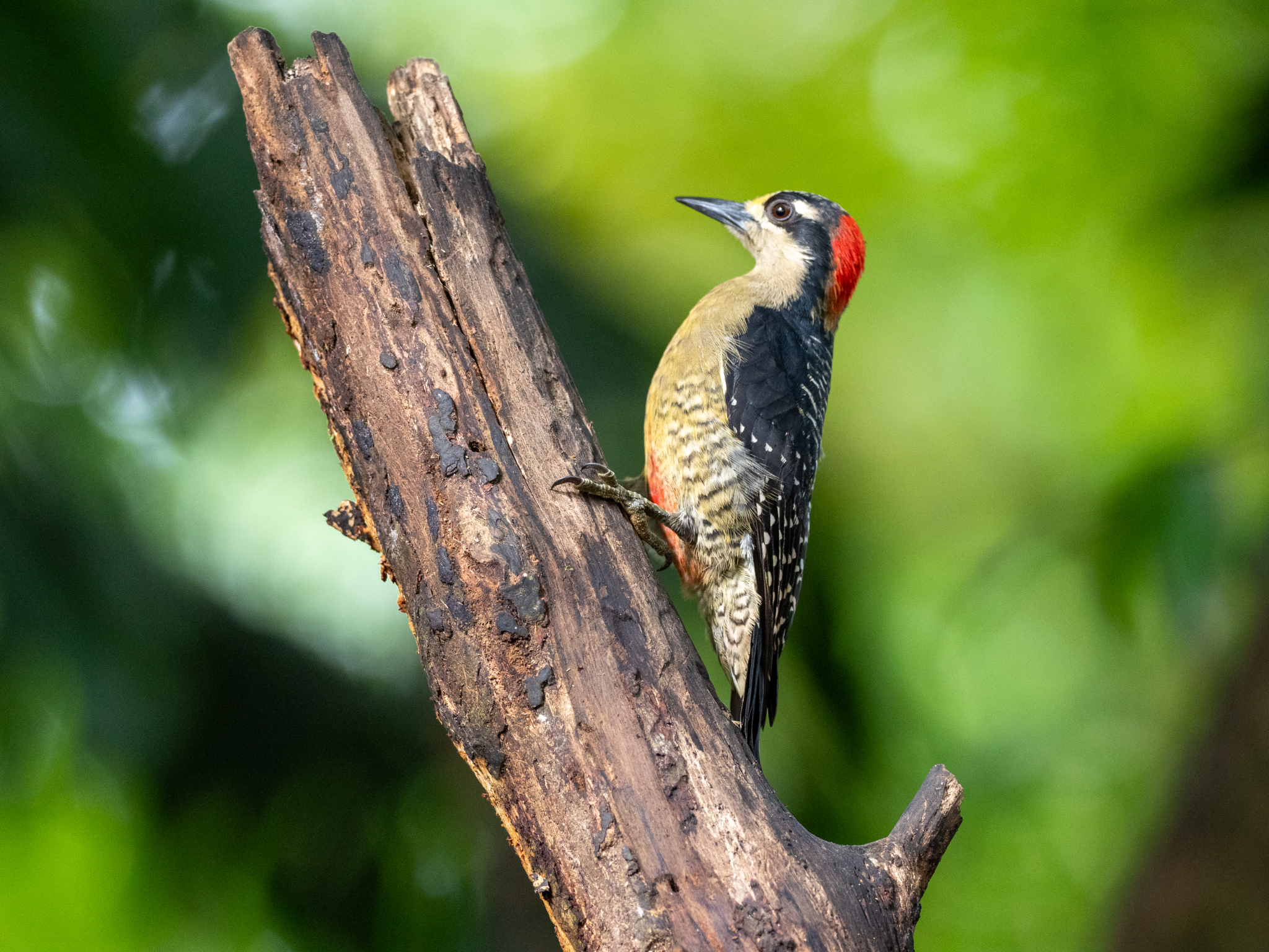 Black cheeked Woodpecker